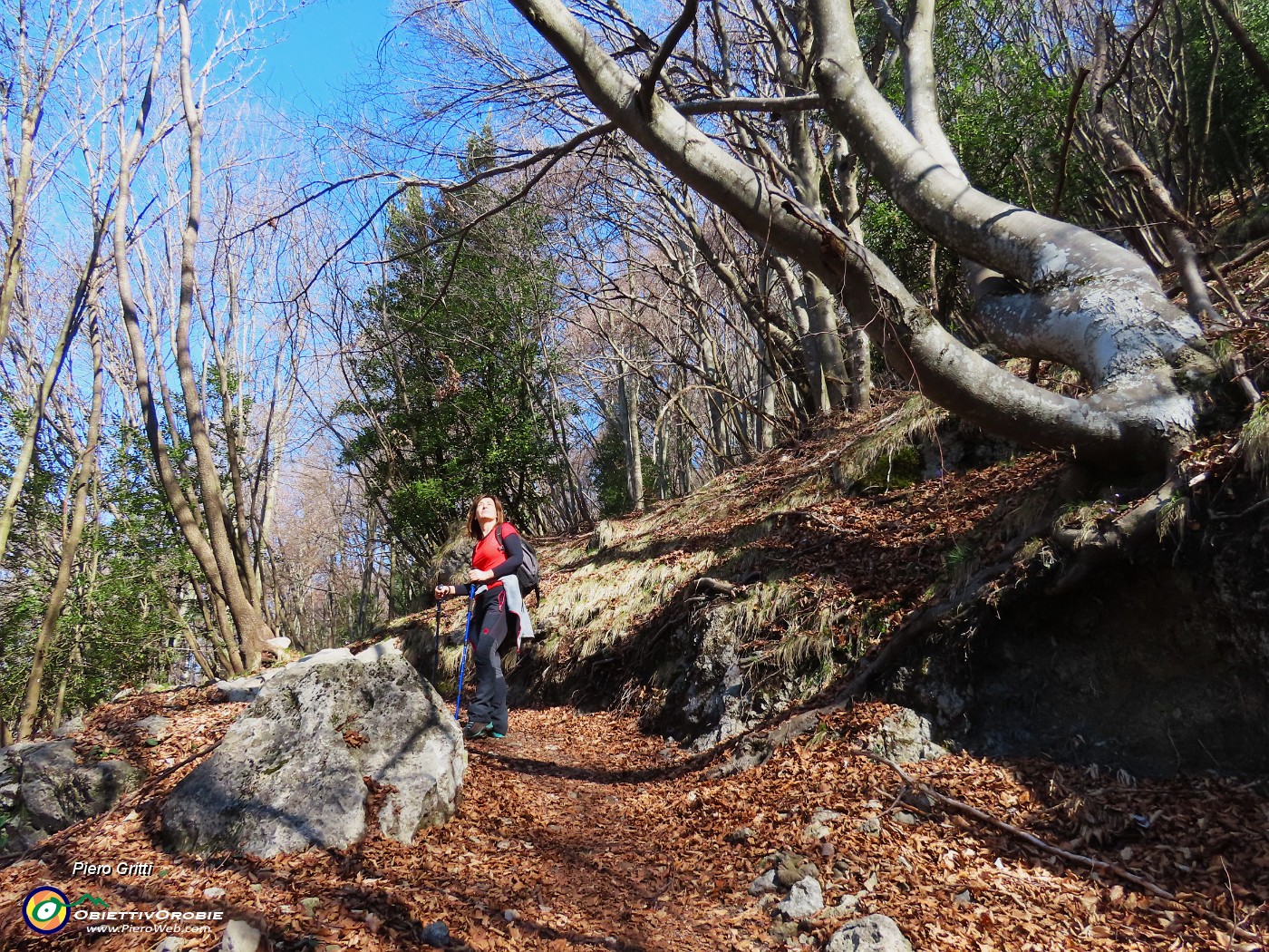 24 Seguiamo il sent. 519A in faggeta.JPG